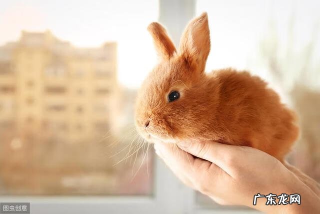 养家兔怎么养啊 宠物兔子怎么养?