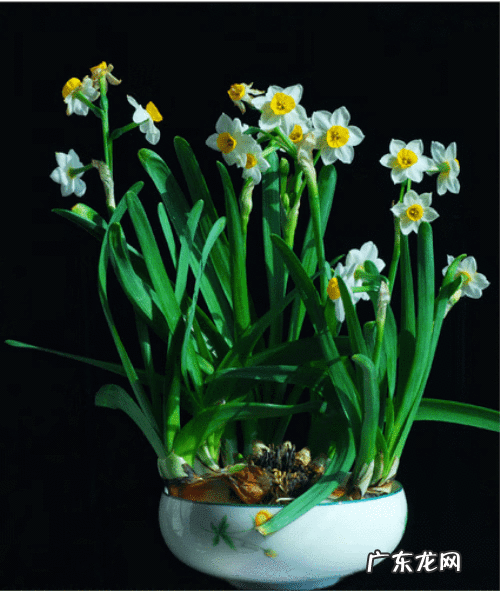 家里栽葱好吗风水 家里可以种葱吗风水学