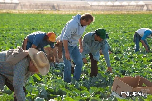 for the birds blackbirds