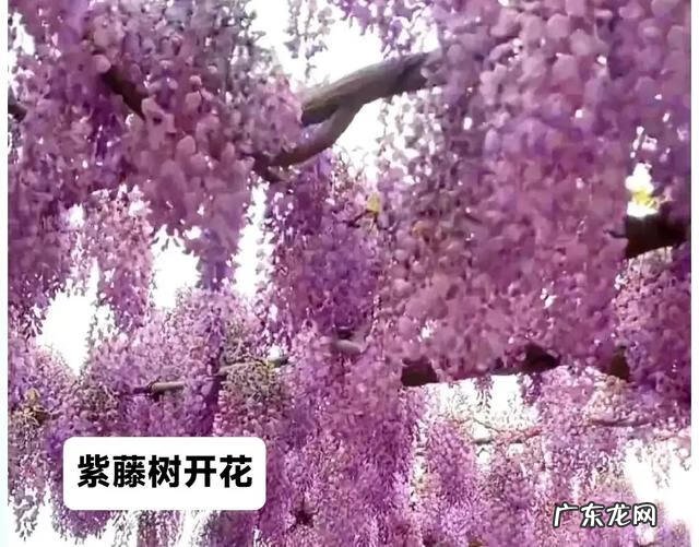 怎么炒茶叶做奶茶 如何炒茶叶?