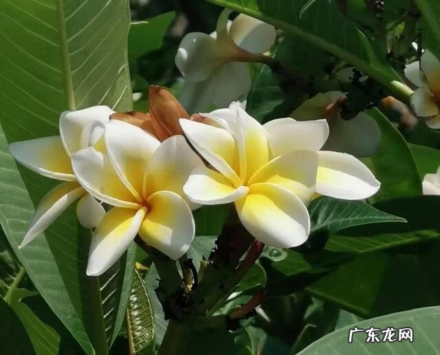 怎么炒茶叶做奶茶 如何炒茶叶?