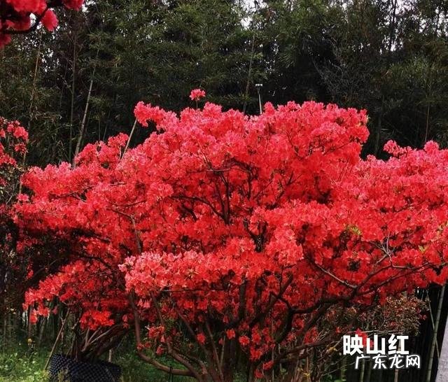 怎么炒茶叶做奶茶 如何炒茶叶?