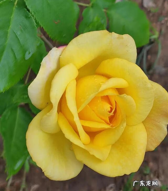 梦想的演讲稿800字 我有一个梦想演讲稿大学