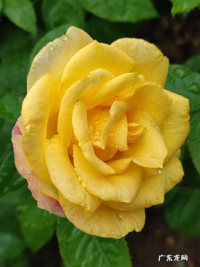 梦想的演讲稿800字 我有一个梦想演讲稿大学