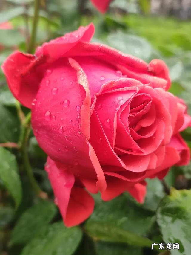 梦想的演讲稿800字 我有一个梦想演讲稿大学