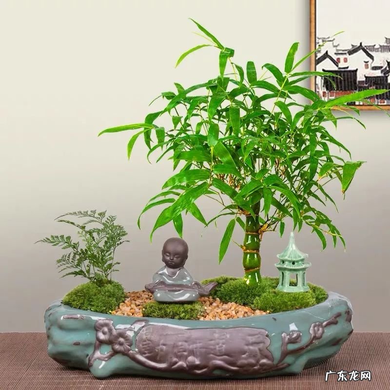 竹子的摆放风水 开窗见竹风水