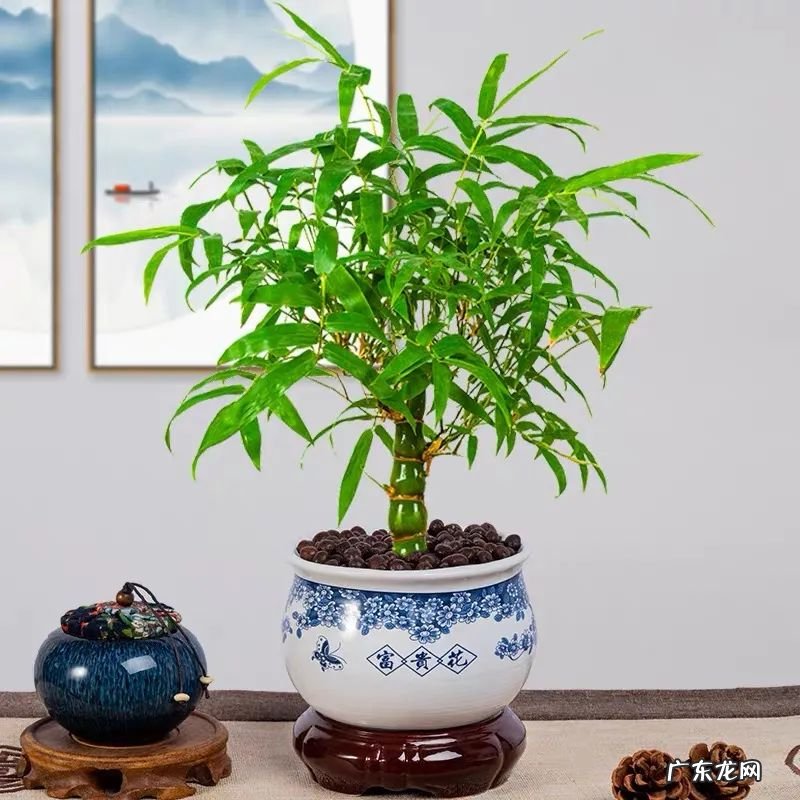 竹子的摆放风水 开窗见竹风水