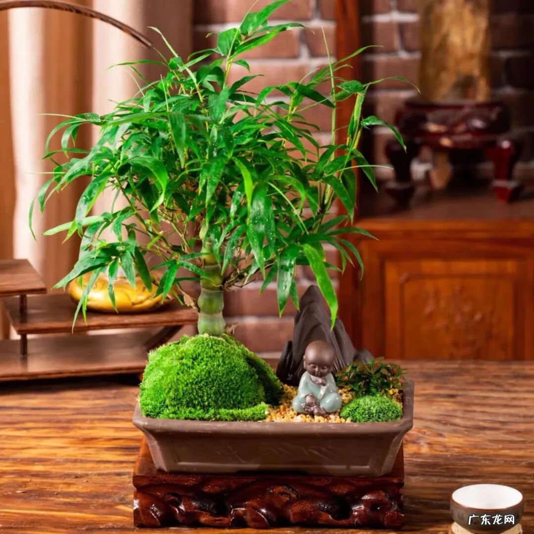 竹子的摆放风水 开窗见竹风水