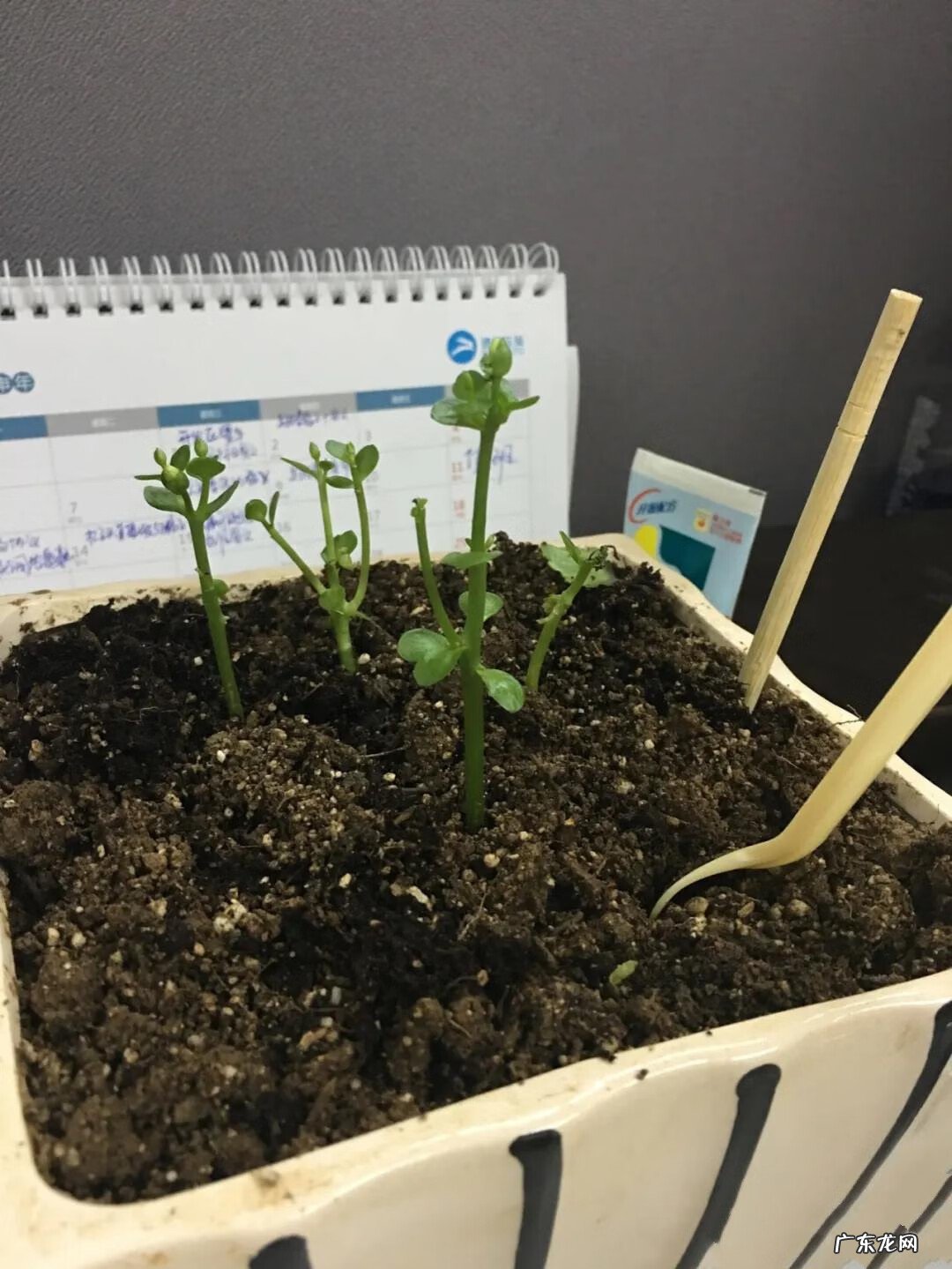 家里旧筷子被直接扔了怎么办 家里不用的旧筷子扔掉有什么讲究吗