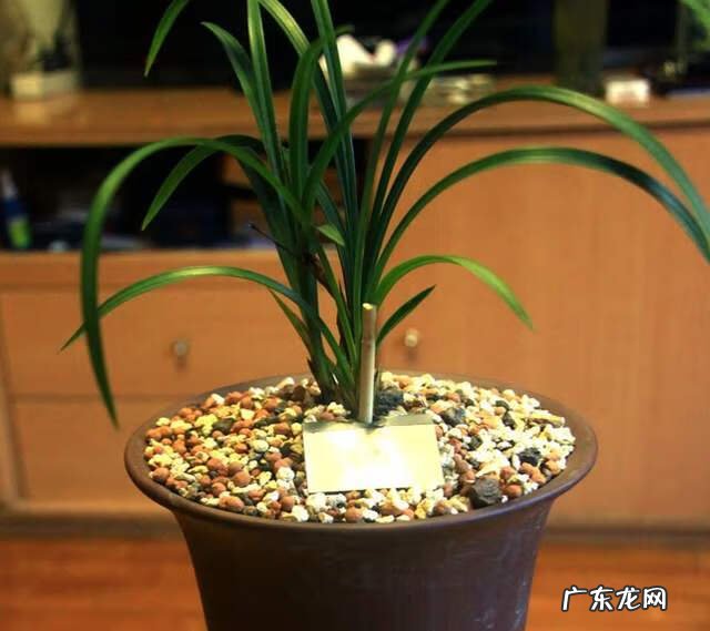 家里旧筷子被直接扔了怎么办 家里不用的旧筷子扔掉有什么讲究吗