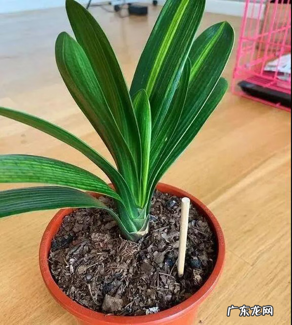 家里旧筷子被直接扔了怎么办 家里不用的旧筷子扔掉有什么讲究吗