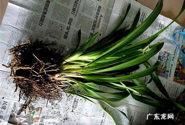 虎尾兰风水上有讲究吗 虎头兰花图片