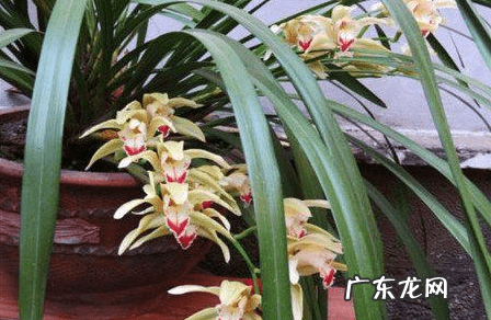 虎尾兰风水上有讲究吗 虎头兰花图片