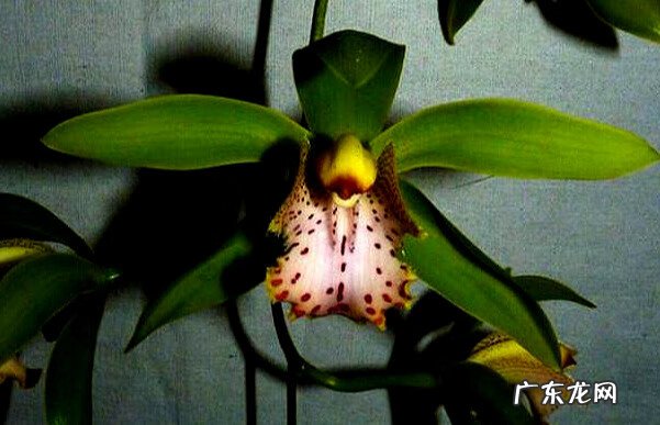 虎尾兰风水上有讲究吗 虎头兰花图片