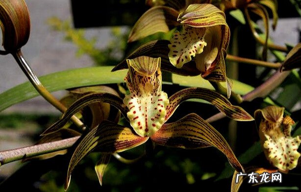 虎尾兰风水上有讲究吗 虎头兰花图片