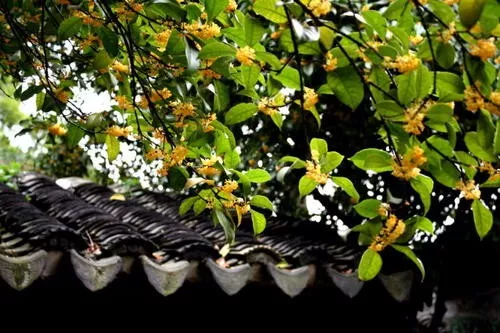 别墅花园的风水禁忌 别墅花园种什么树风水好