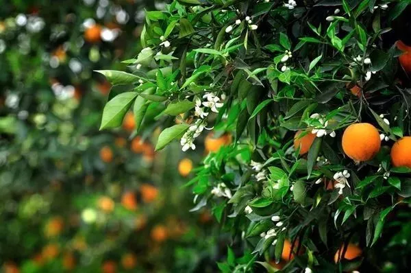 别墅花园的风水禁忌 别墅花园种什么树风水好