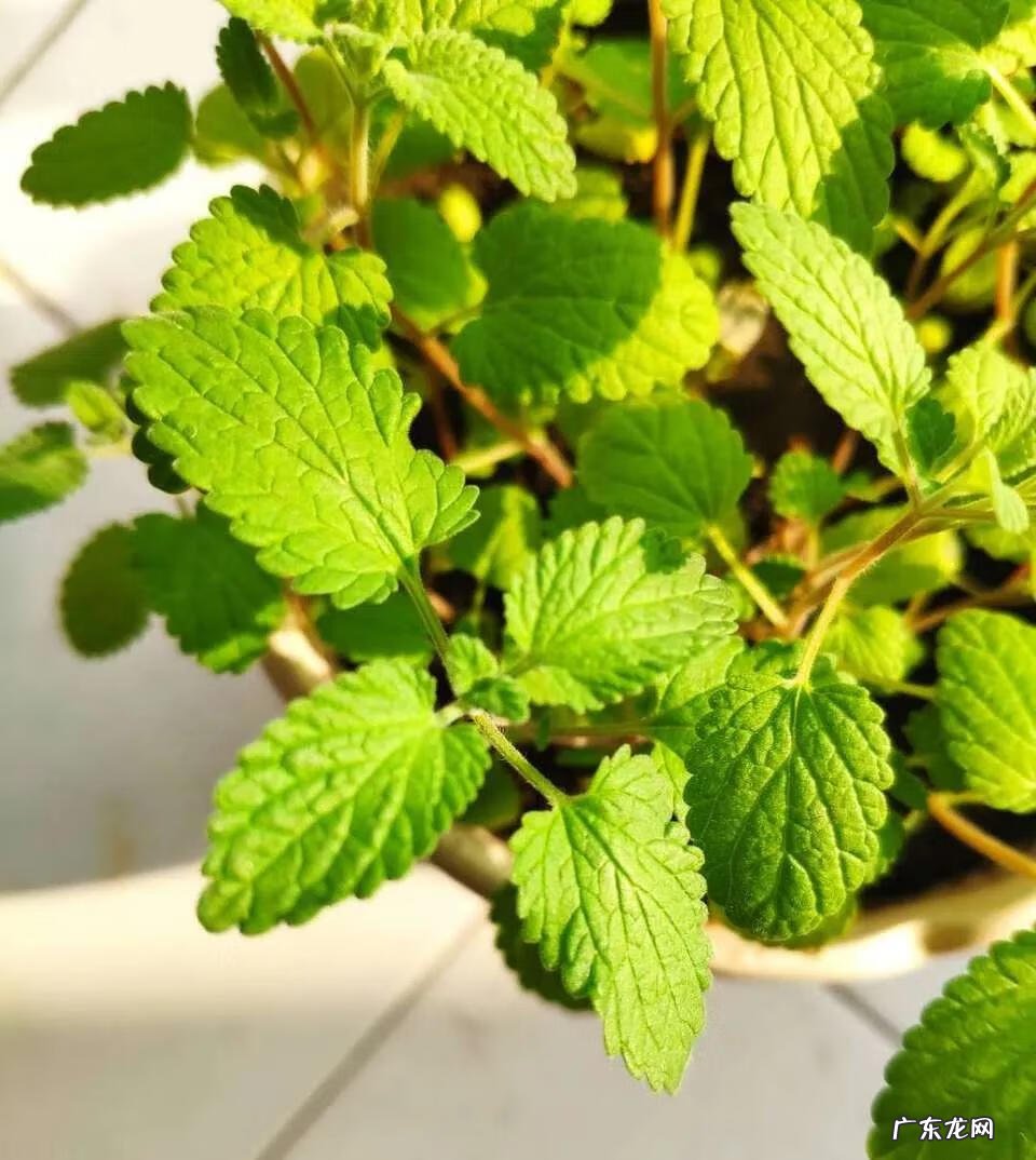 进门绿植风水 一进门放什么绿植风水好