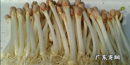 花生米好处与坏处 花生米的用处