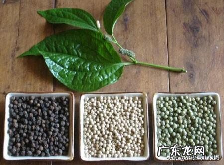 白胡椒粉和黑胡椒粉的用法 黑胡椒粉跟白胡椒粉