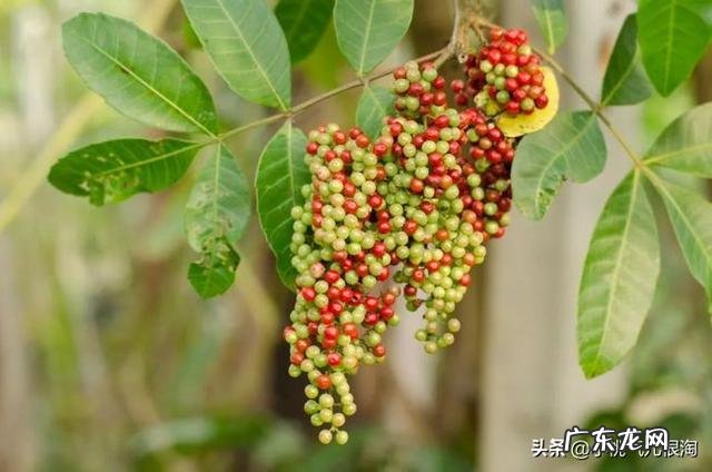 白胡椒粉和黑胡椒粉的用法 黑胡椒粉跟白胡椒粉