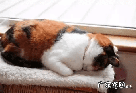 养猫好吗风水说法 养猫是不是风水不好