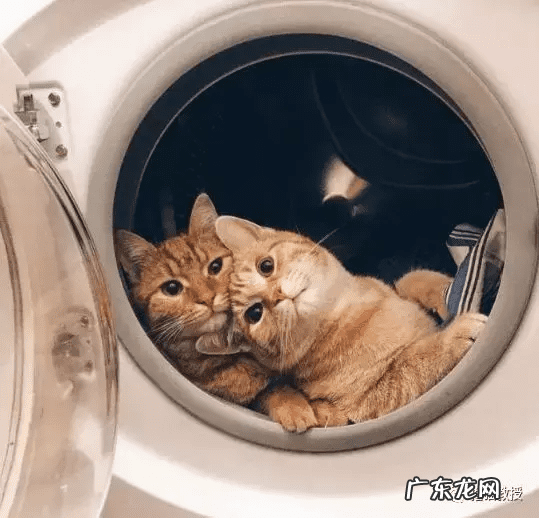 养猫好吗风水说法 养猫是不是风水不好