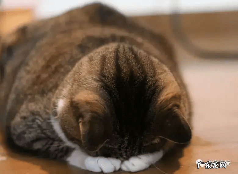 养猫好吗风水说法 养猫是不是风水不好