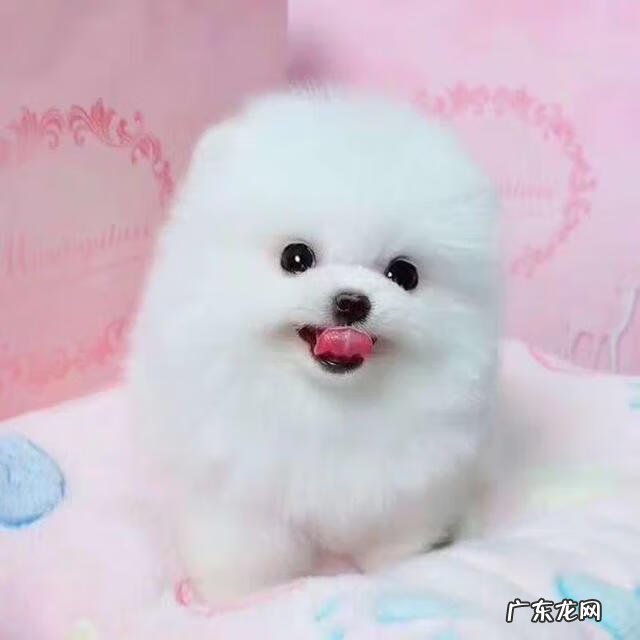 保婴丹和猴枣散的区别 保和堂猴枣散功效