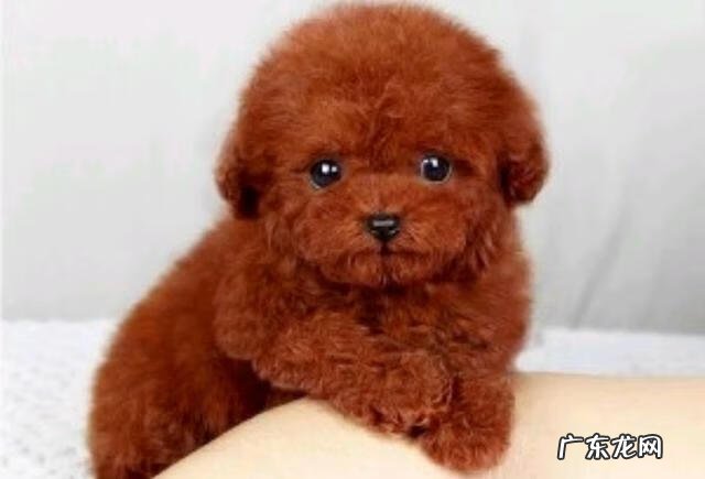 保婴丹和猴枣散的区别 保和堂猴枣散功效