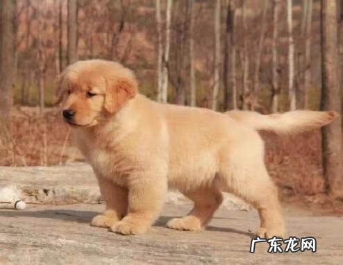 保婴丹和猴枣散的区别 保和堂猴枣散功效