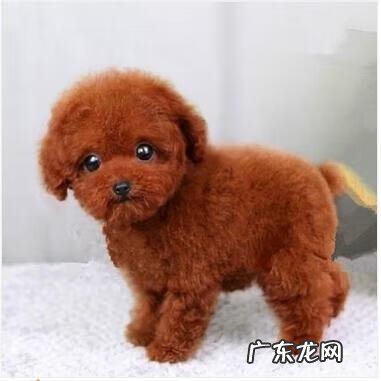 保婴丹和猴枣散的区别 保和堂猴枣散功效