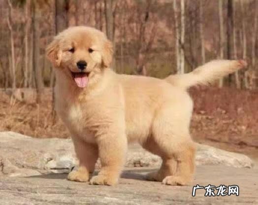 保婴丹和猴枣散的区别 保和堂猴枣散功效