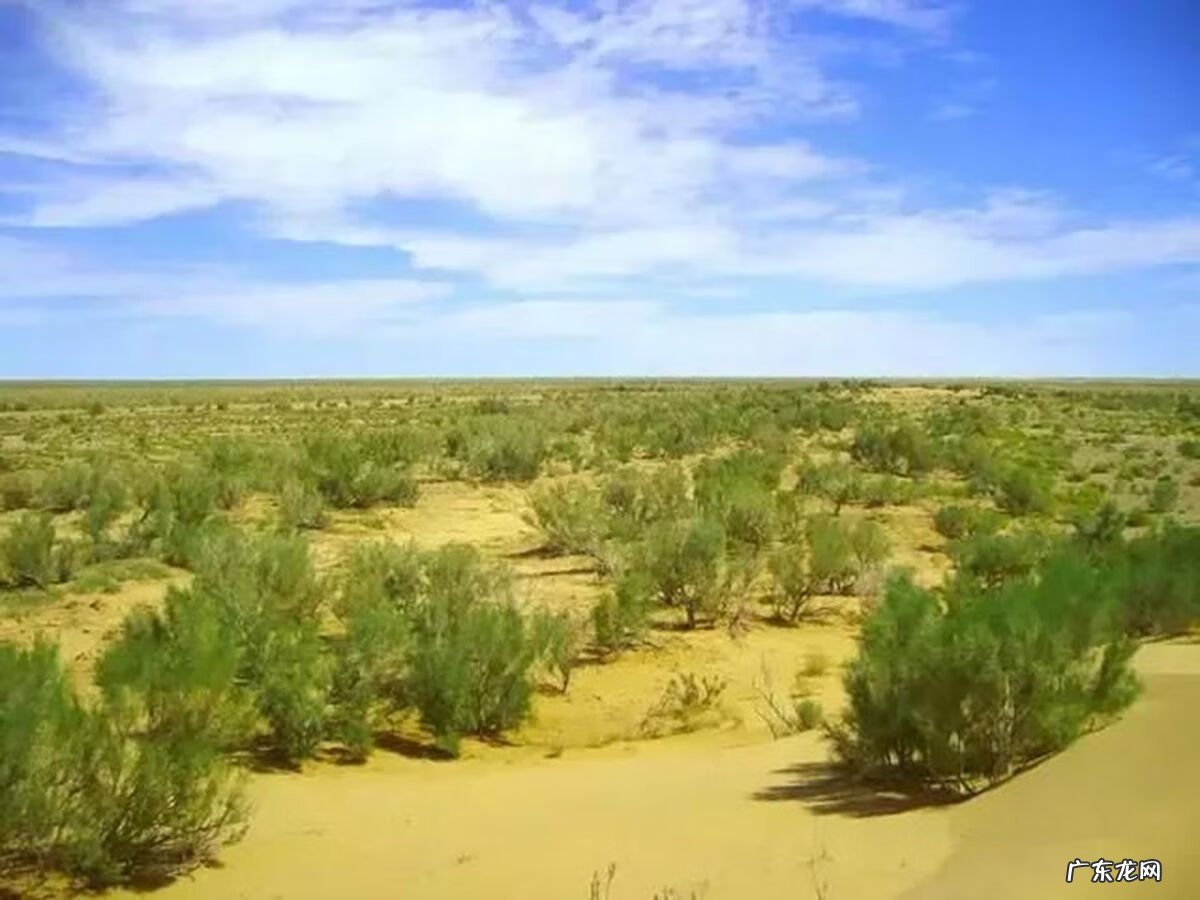 马云办公室摆放图片 马云种树有什么好处