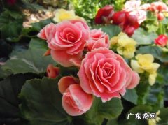 玫瑰海棠适合在家养吗 玫瑰海棠花适合家中养吗