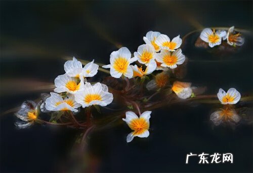 广西天子地风水留题 广西都阳山脉风水