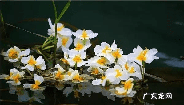 广西天子地风水留题 广西都阳山脉风水