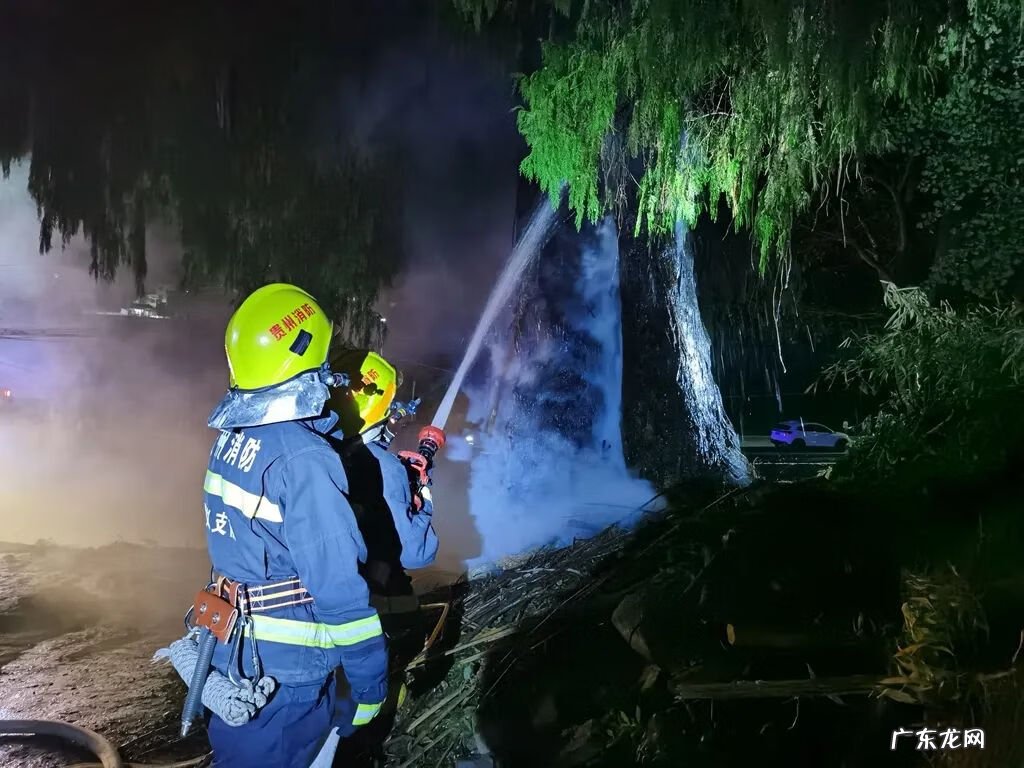大山里的风水宝地 贵州大山风水宝地发现一棵古树