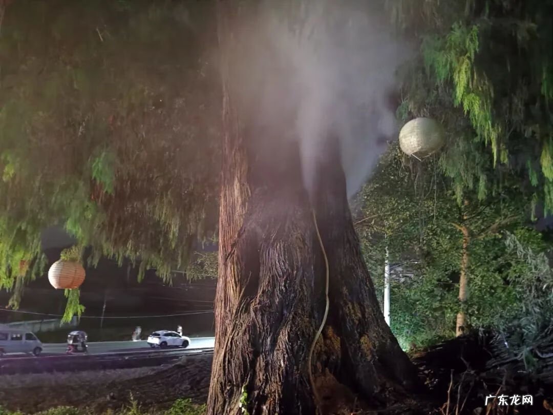 大山里的风水宝地 贵州大山风水宝地发现一棵古树