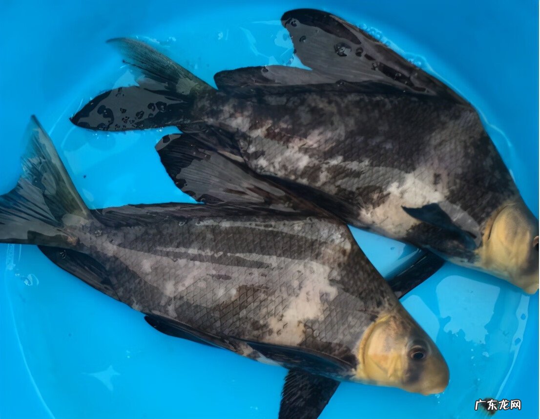 风水鱼黑色鱼最多几条 风水鱼黑色鱼是什么鱼