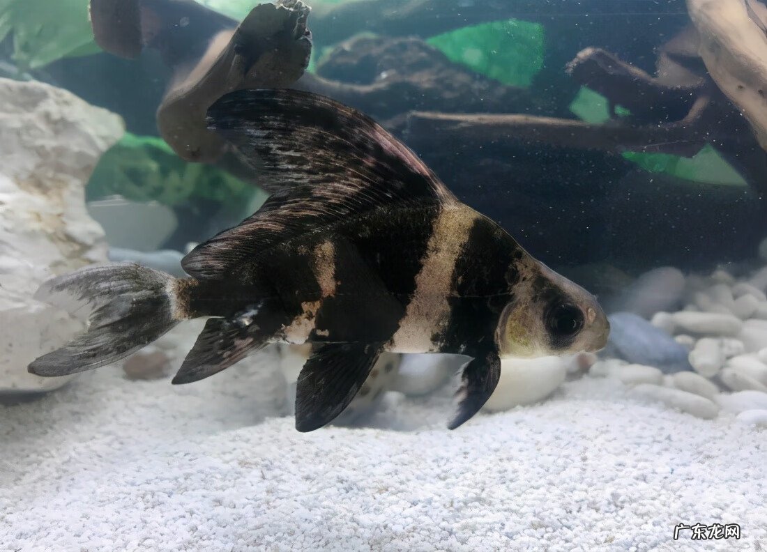 风水鱼黑色鱼最多几条 风水鱼黑色鱼是什么鱼