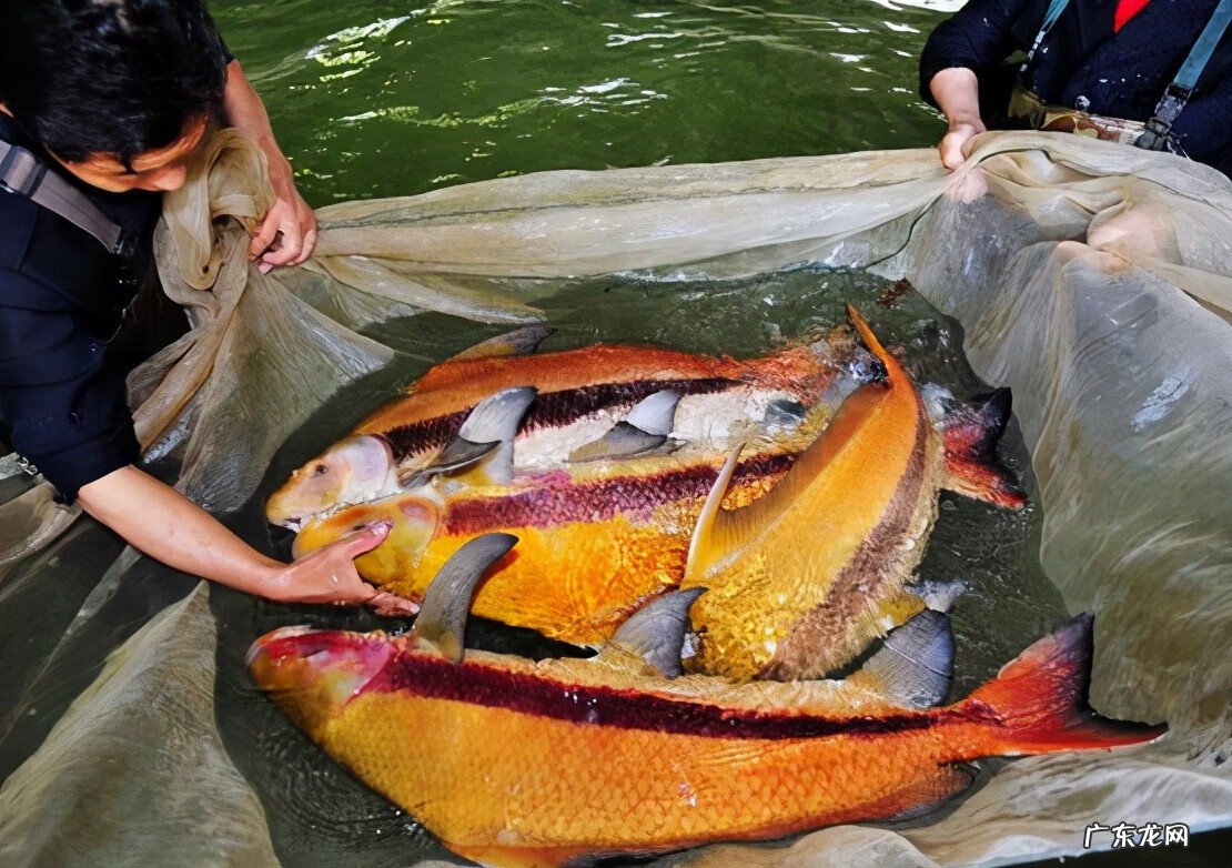 风水鱼黑色鱼最多几条 风水鱼黑色鱼是什么鱼