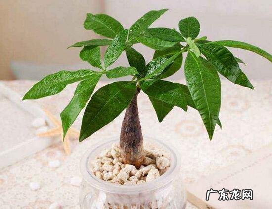 风水上花生起什么作用 花生在风水上起什么作用