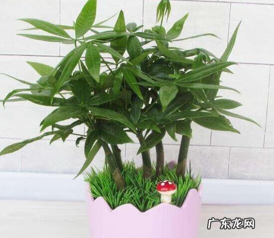 风水上花生起什么作用 花生在风水上起什么作用