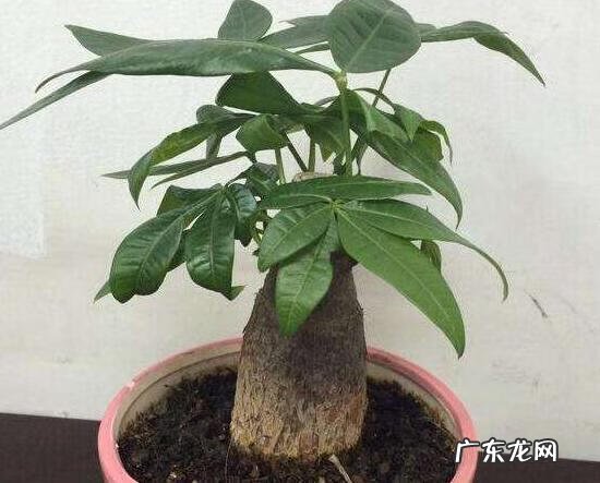 风水上花生起什么作用 花生在风水上起什么作用