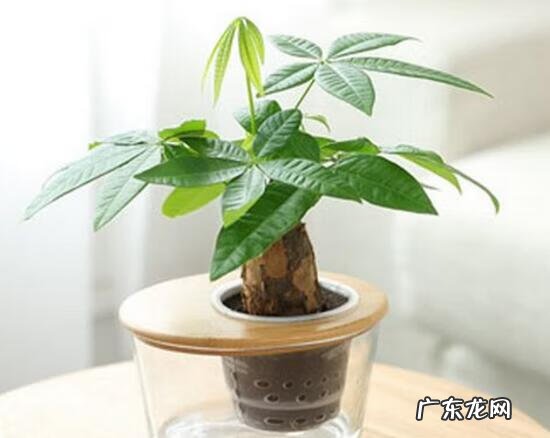 风水上花生起什么作用 花生在风水上起什么作用