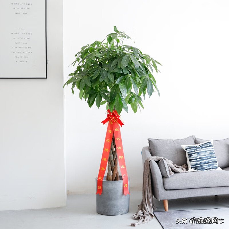 家里干净财气越旺 客厅风水旺财