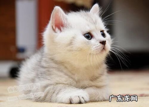 养猫有什么风水说法 养猫风水学上有什么禁忌