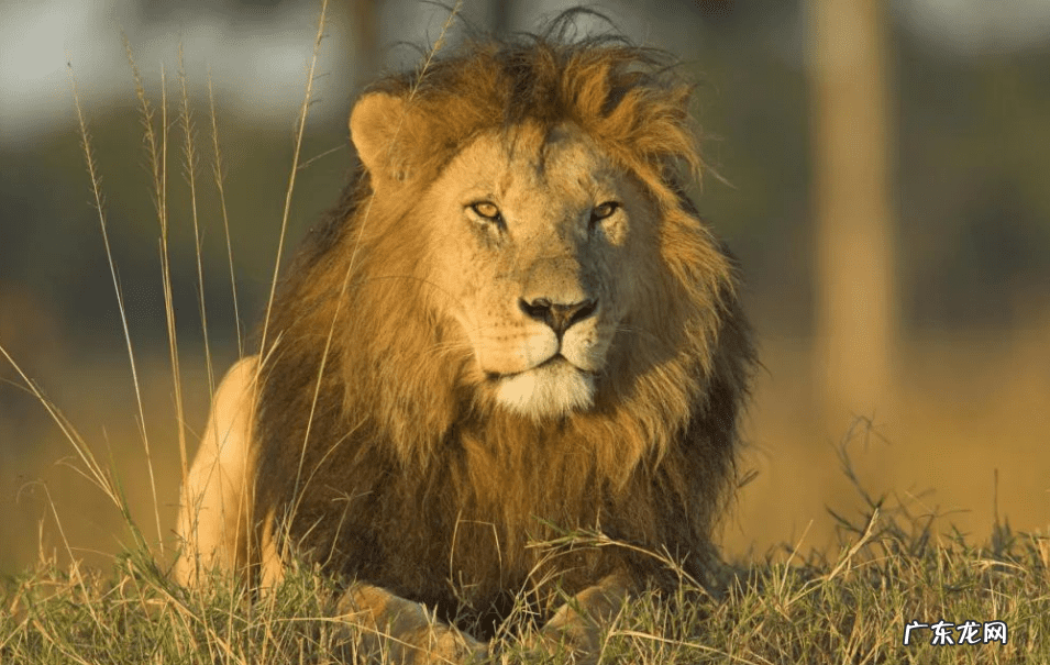 如何破狮子风水 风水上什么克狮子