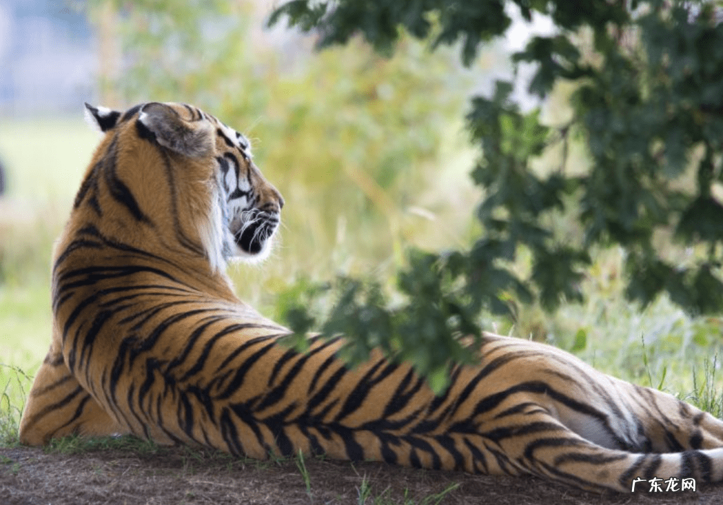 如何破狮子风水 风水上什么克狮子